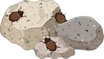 Top view of insects on stones leaf isolated vector