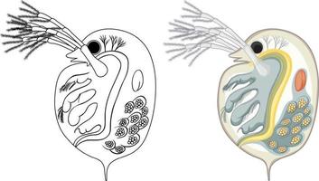 Daphnia in colour and doodle on white background vector