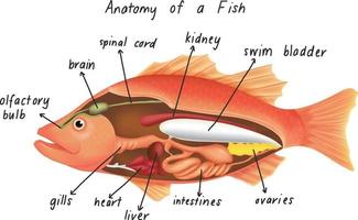 anatomía de un pez vector