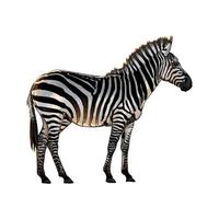 Zebra from a splash of watercolor, colored drawing, realistic. Vector illustration of paints