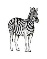 Zebra from a splash of watercolor, colored drawing, realistic. Vector illustration of paints