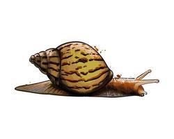 Garden snail from a splash of watercolor, colored drawing, realistic. Achatina giant. Vector illustration of paints