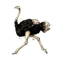 avestruz de un toque de acuarela, dibujo coloreado, realista. ilustración vectorial de pinturas vector