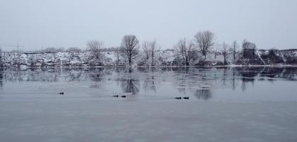 Ducks swim in the open water in Moscow photo