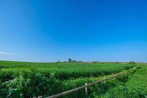 Green sown field with blue sky