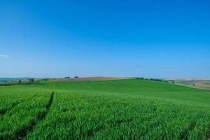 campo sembrado verde con cielo azul foto