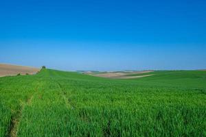 campo sembrado verde con cielo azul foto