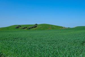 Green sown field with blue sky photo