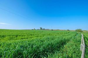 Rural green sown field with blue sky photo