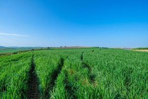 Rural green sown field with blue sky photo
