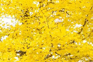 Yellow ginkgo tree photo