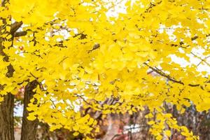 Yellow ginkgo tree photo