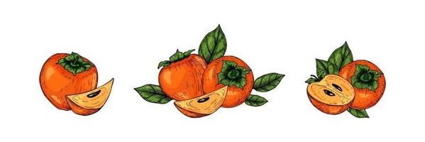 Set of hand drawn persimmon fruits with leaves isolated on white background. Vector illustration in colored sketch style