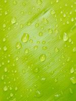 gotas de agua en una hoja foto