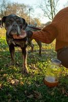 Dog with owner photo