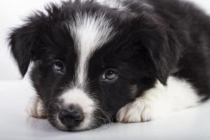 cachorro border collie foto