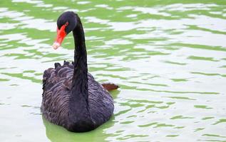 Black swan on a lake