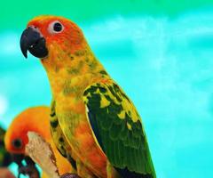 Two sun conure parrots photo