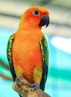 Close-up of a parrot photo