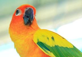 Close-up of a sun conure parrot