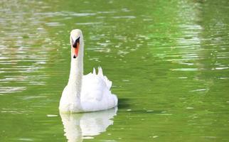 White swan on a lake photo