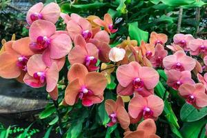 Orange orchid flowers photo