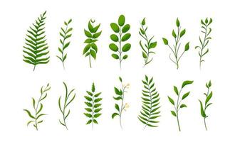 Big set collection of green forest fern, tropical green. Isolated Natural leaves. Pear, Apricot, Mulberry, Walnut, Plum