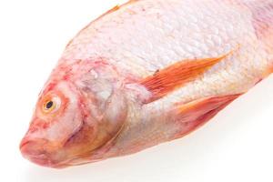 Raw fresh fish photo