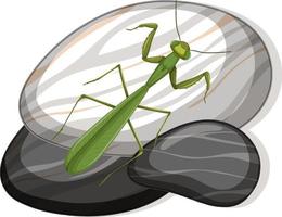 Top view of mantis on a stone on white background vector