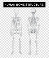 Front and back of human bone structure on transparent background vector