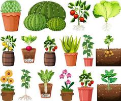 Conjunto de diferentes plantas en macetas aislado sobre fondo blanco. vector