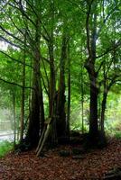 Laurisilva forest in Gran Canaria photo