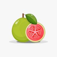 Guava and guava slices vector