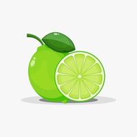Lime and lime slices vector