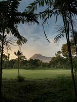 Beautiful natural scenery of trees and large mountain photo