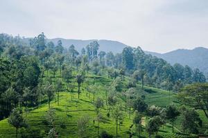 A tea plantation at daytime photo