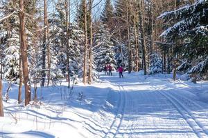 Cross-country skiing in the woods in the snow in winter