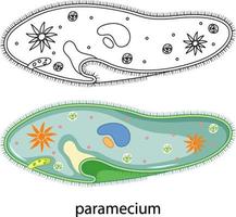 Paramecium in colour and doodle on white background vector