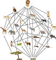 African animal food web on white background vector