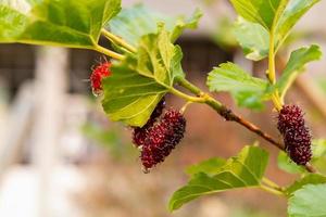 Morera fresca, moras negras maduras y rojas inmaduras colgando de una rama foto