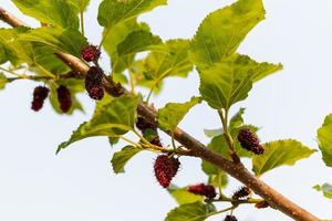 Morera fresca, moras negras maduras y rojas inmaduras colgando de una rama foto