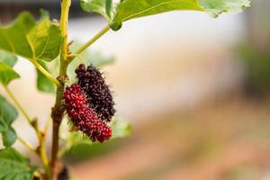 Morera fresca, moras negras maduras y rojas inmaduras colgando de una rama foto