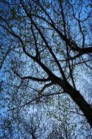 Trees against the sky photo