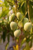 Raw wild green mangoes hanging on a branch photo