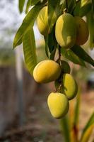 Raw wild green mangoes hanging on a branch photo