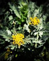 Yellow mountain flowers photo