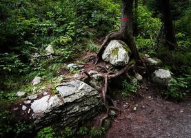 Tree growing on top of a rock photo