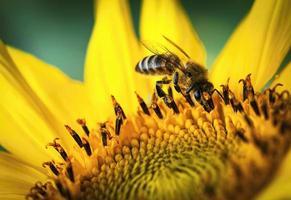 Bee on sunflower photo