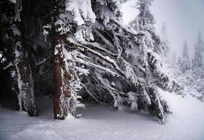 paisaje nevado de invierno foto