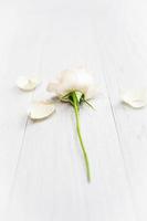 A white rose with some fallen petals on a wooden floor photo